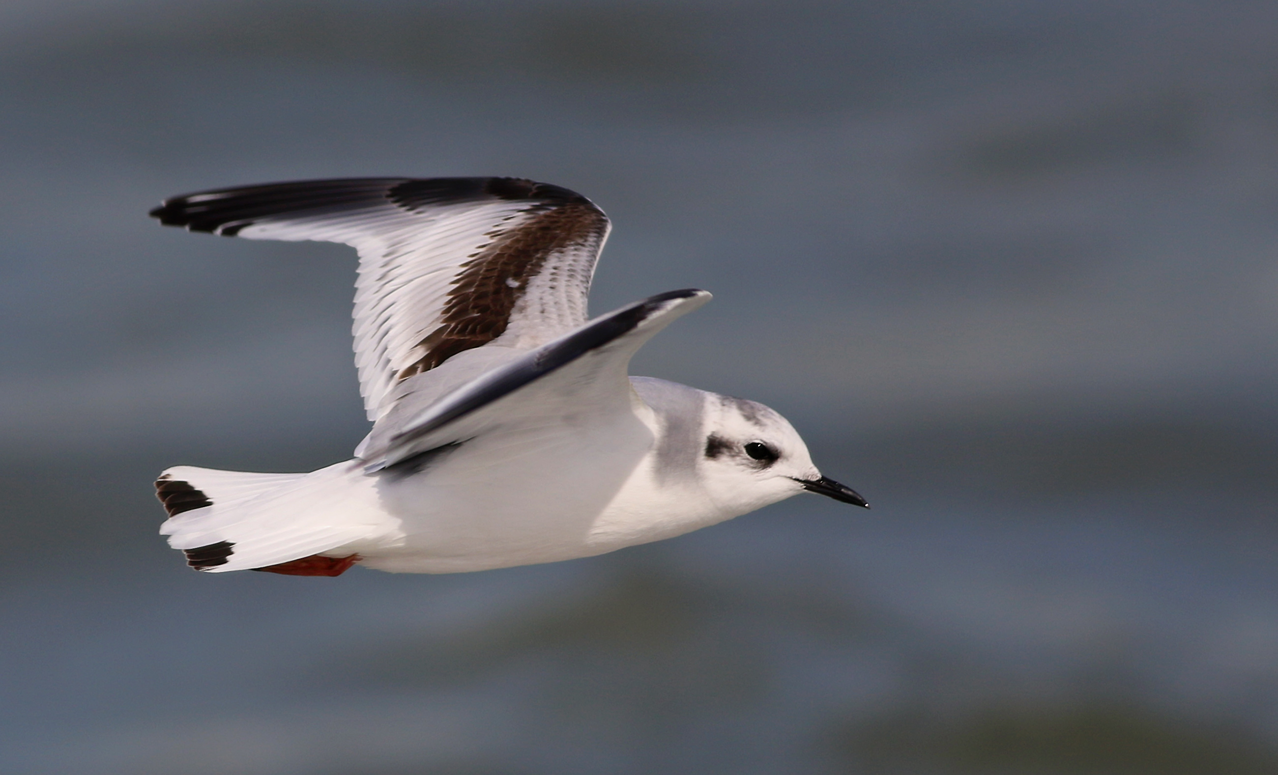 Little Gull